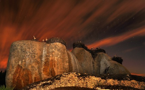 Cigüeñas bajo las estrellas