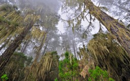 El bosque fantasma