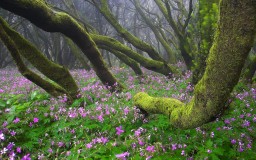 Floración en Garajonay