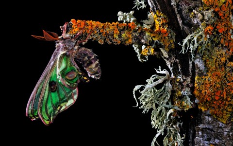 La reina de las mariposas