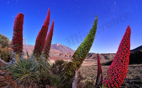 Las flores del volcán