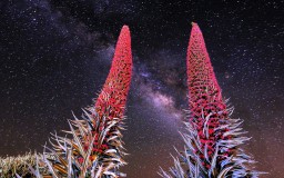 Los vigías del Teide