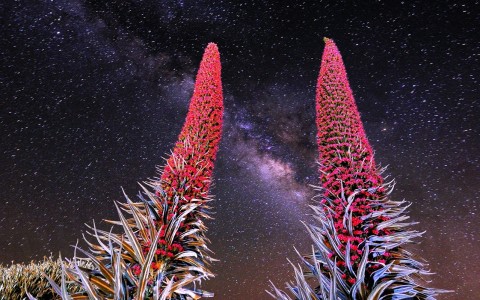 Los vigías del Teide