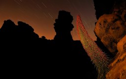 Maravillas de la flora canaria 